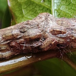 Neopulvinaria innumerabilis